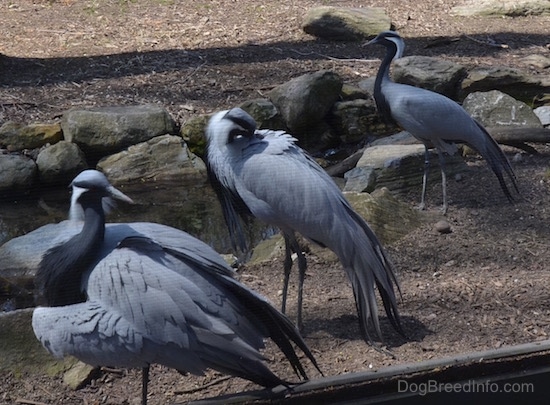 Flock of Demoiselle Cranes standing near large rocks